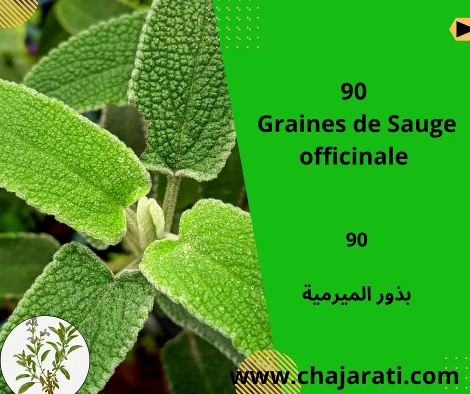 90 Graines de Sauge officinale  (Salvia officinalis ) – 90  بذور الميرمية