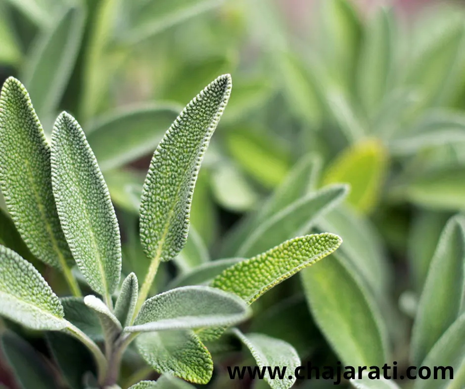90 Graines de Sauge officinale  (Salvia officinalis ) – 90  بذور الميرمية