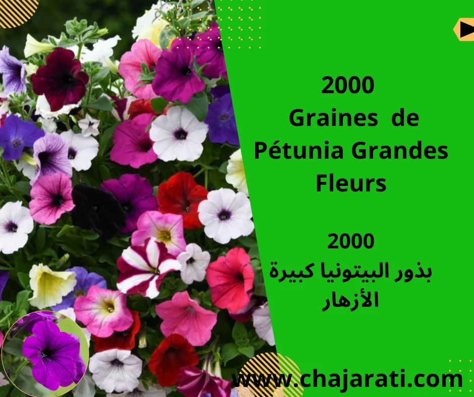 Graines de Pétunia Grandes Fleurs – بذور البيتونيا كبيرة الأزهار