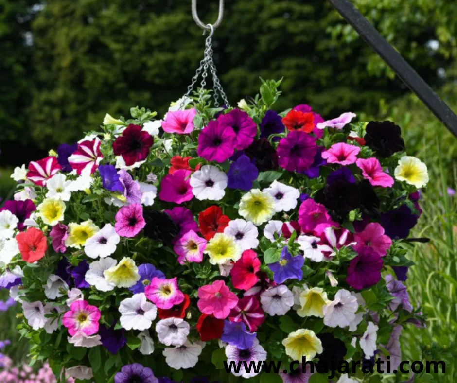 Graines de Pétunia Grandes Fleurs – بذور البيتونيا كبيرة الأزهار