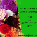 Graines de Dahlia Mélange - بذور داليا متعددة الألوان مزيج