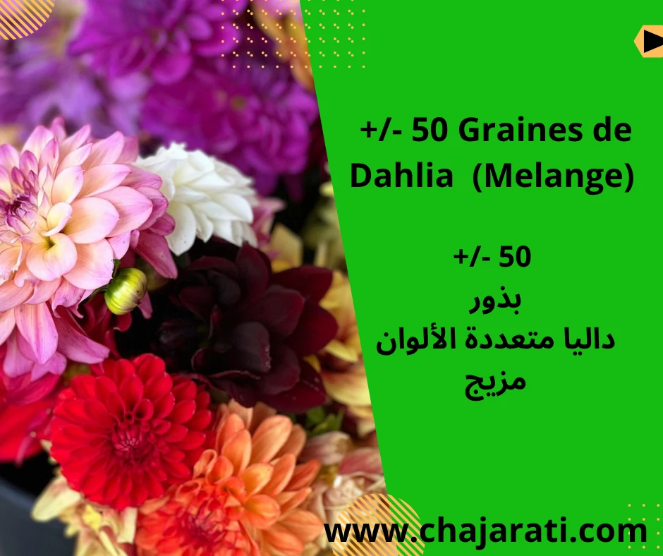 Graines de Dahlia Mélange –  بذور  داليا متعددة الألوان مزيج