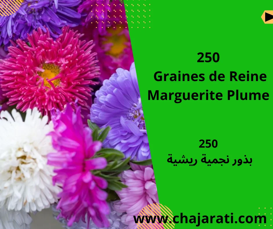 Graines de Reine Marguerite Plume   -بذور نجمية ريشية