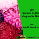 Graines de Reine Marguerite naine - بذور النجمية القزمية