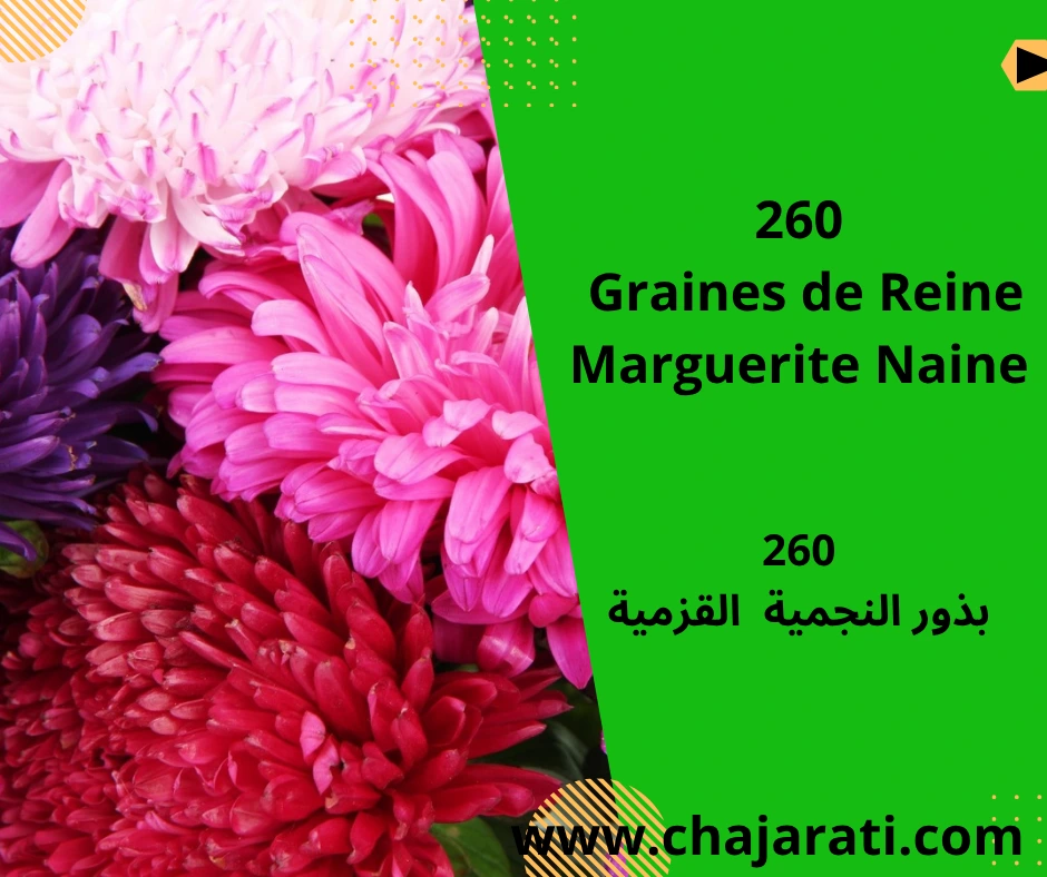 Graines de Reine Marguerite naine – بذور النجمية القزمية