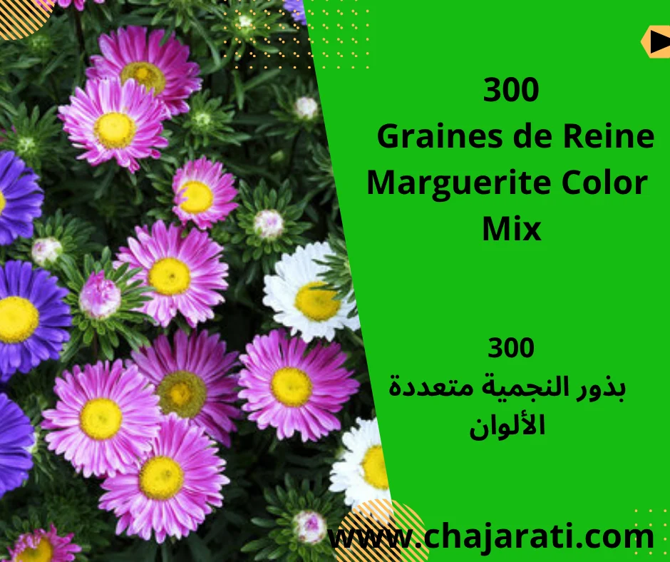 Graines de Reine Marguerite Color  Mix