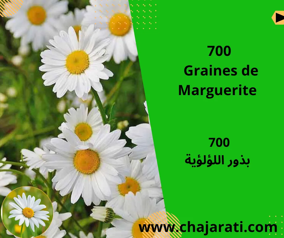 Graines de  Marguerite