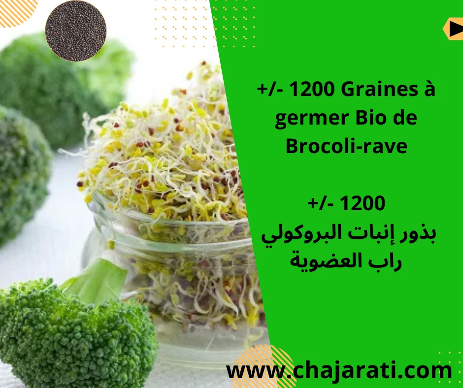 1200 Graines à germer Bio de Brocoli-rave  – بذور إنبات البروكولي راب العضوية – 1200 بذرة