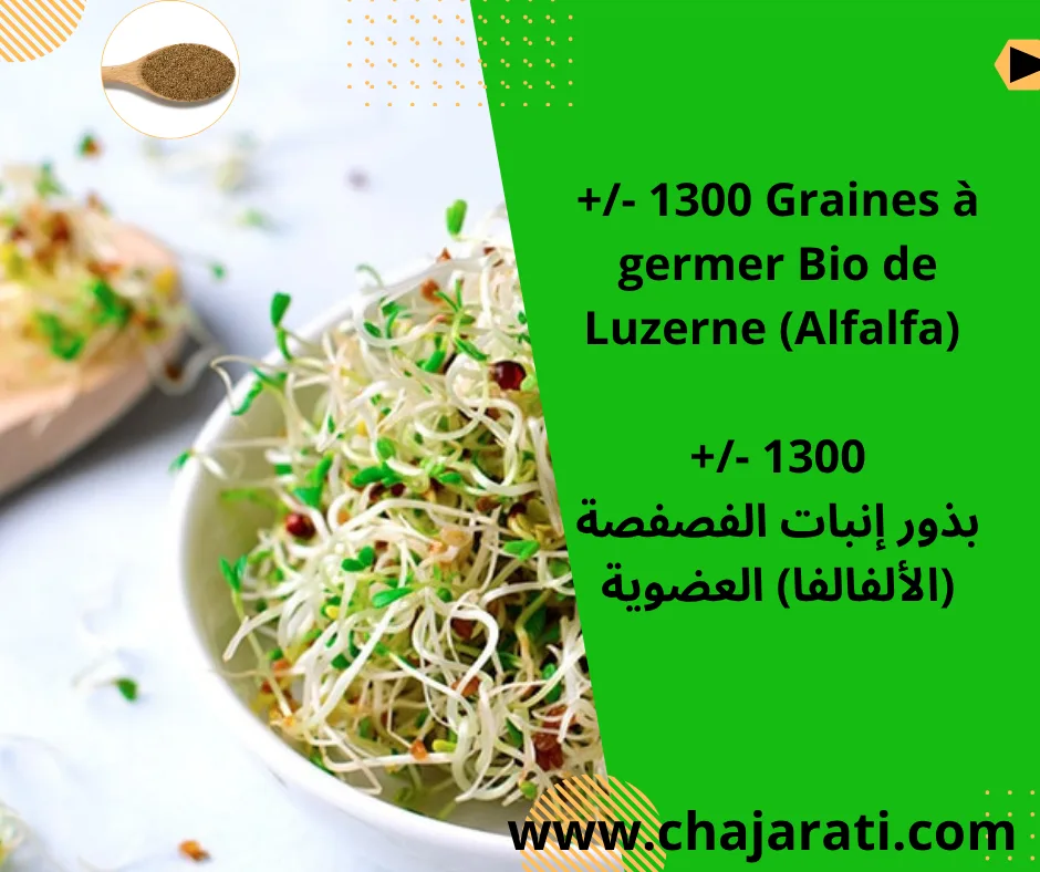 1300 Graines à germer Bio de Luzerne (Alfalfa) – بذور إنبات الفصفصة (الألفالفا) العضوية – 1000 بذرة