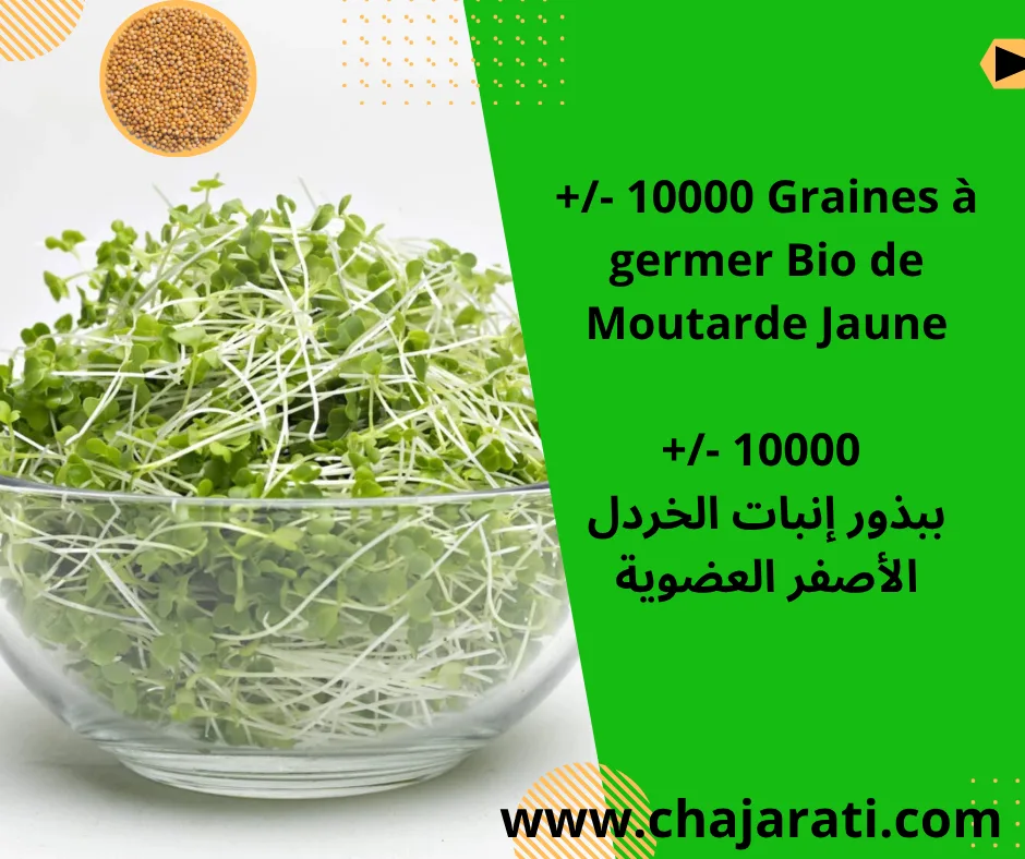Graines à germer Bio de Moutarde Jaune - بذور إنبات الخردل الأصفر العضوية