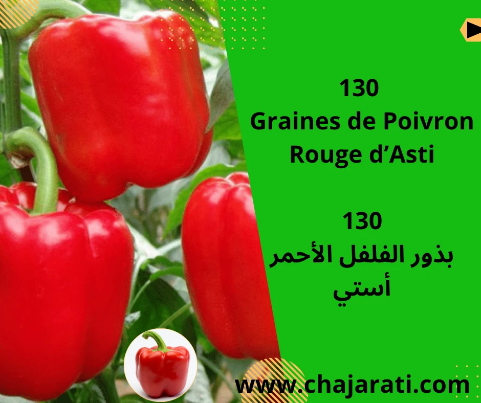 Graines de Poivron Rouge d’Asti بذور الفلفل الأحمر أستي