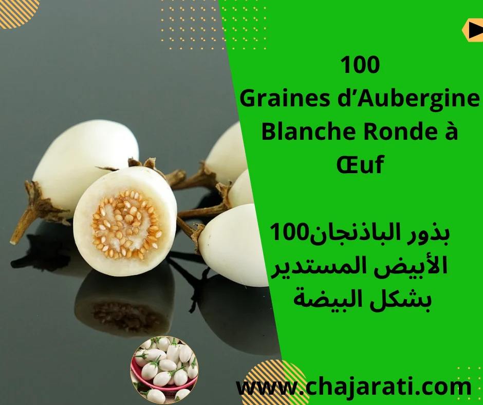 Graines d’Aubergine Blanche Ronde à Œuf