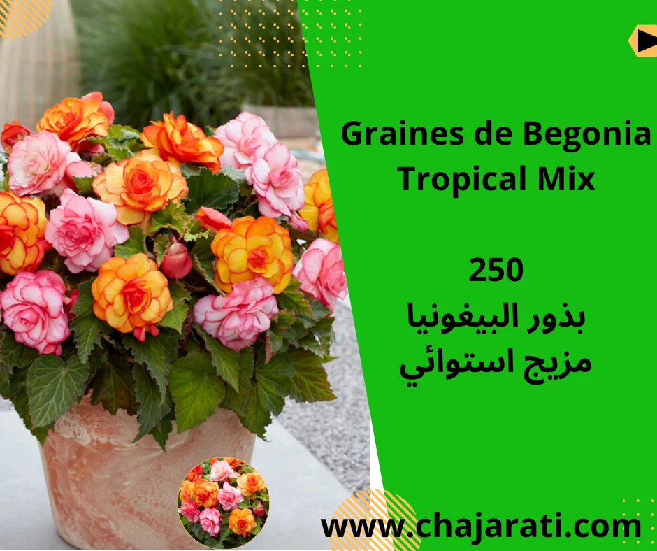 Graines de Begonia « Tropical Mix »
