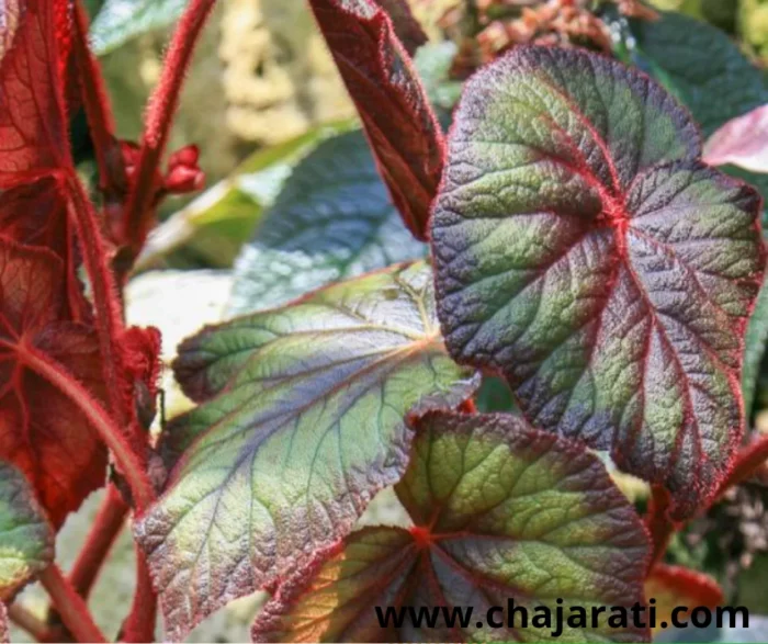Graines de Begonia 'Tropical Mix - بذور البيغونيا