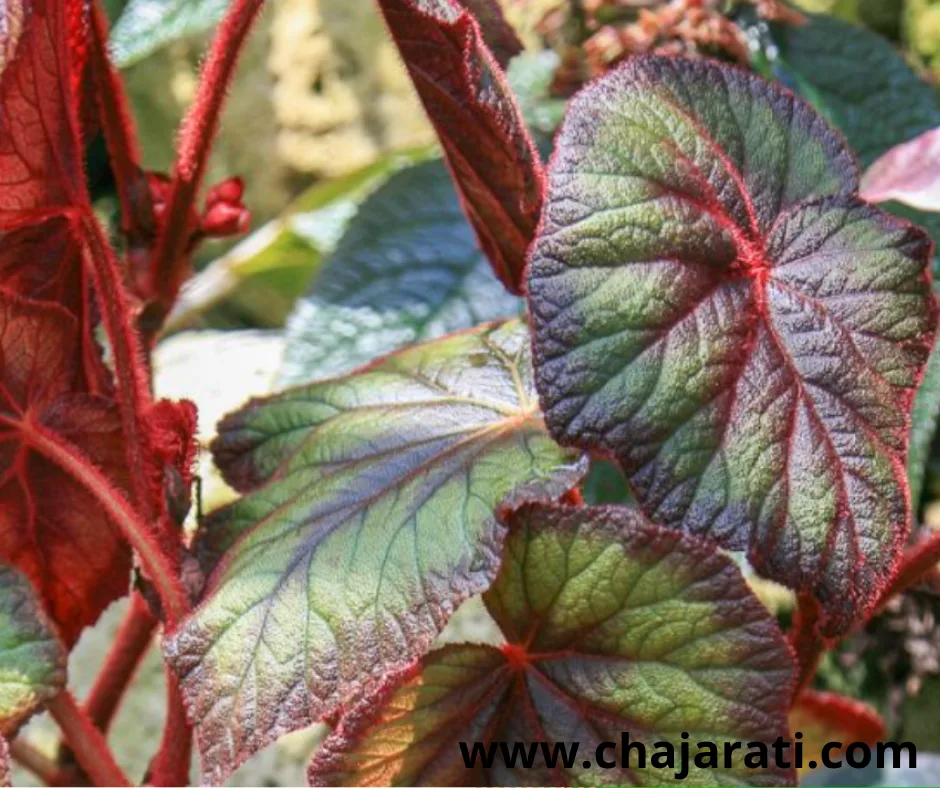 Graines de Begonia   ‘Tropical Mix –  بذور البيغونيا
