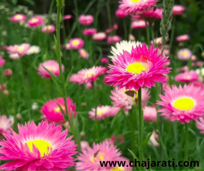 120 Graines d’Acroclinium roseum - بذور أكروكلينيوم روزيوم — زهرة الخلود الأسترالية