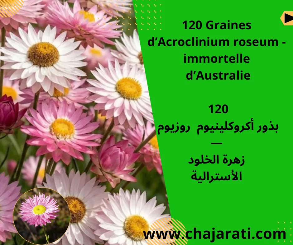 Graines d’Acroclinium roseum – بذور أكروكلينيوم روزيوم — زهرة الخلود الأسترالية