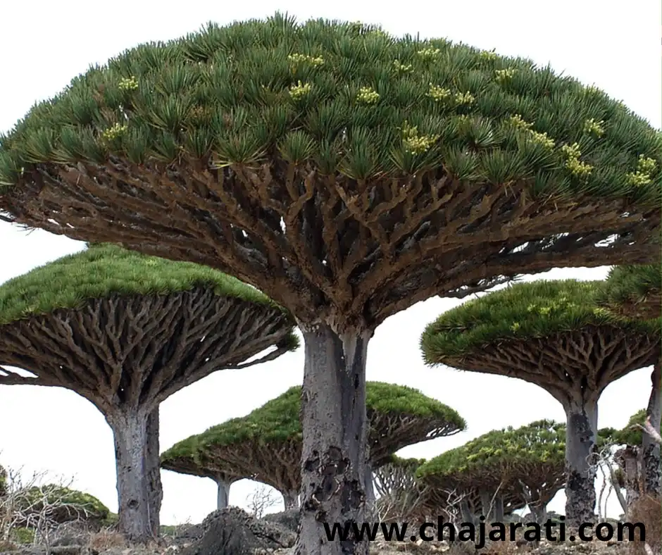Graines de Dracaena draco – بذور شجرة التنين  2