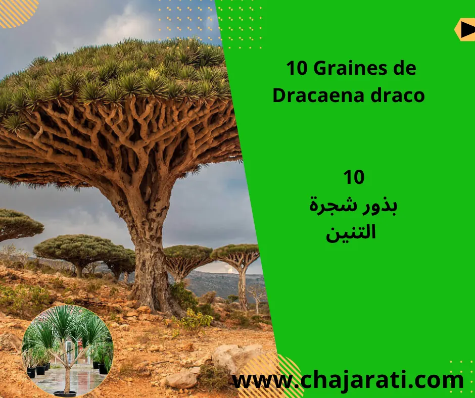 Graines de Dracaena draco – بذور شجرة التنين