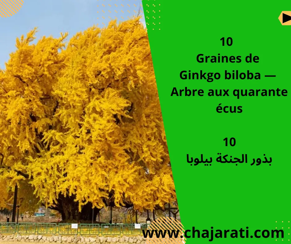 Graines de Ginkgo biloba — Arbre aux quarante écus – بذور الجنكة بيلوبا
