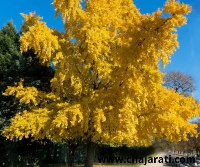 Graines de Ginkgo biloba — Arbre aux quarante écus - بذور الجنكة بيلوبا