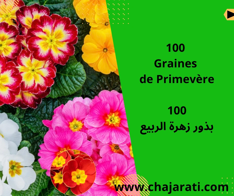 Graines de Primevère – بذور زهرة الربيع